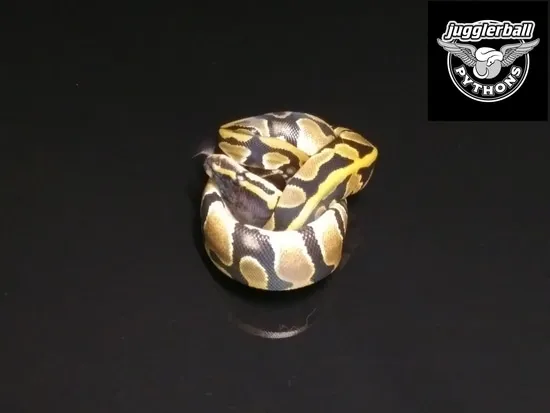 Krg Ball Python KRG Het Ghost Het Clown Het Piebald Ball Python by jugglerball PYTHONS