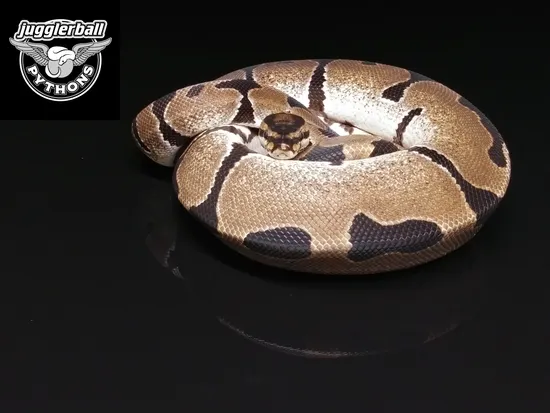Krg Ball Python KRG Jungle Woma Het Pied Ball Python by jugglerball PYTHONS