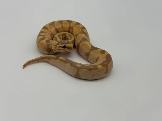 Krg Ball Python Enchi Coral Glow KRG Het. Piebald Ball Python by Juju’s Exotics