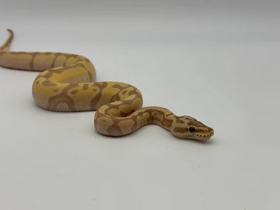 Krg Ball Python Pastel Coral Glow KRG Jungle Woma Het. Piebald Ball Python by Juju’s ...