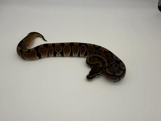 Normal Ball Python by Juju’s Exotics