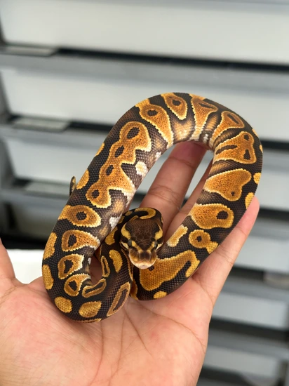 Black Pastel Yellow Belly Het Clown Ball Python by Inked Morphs