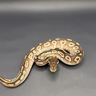 Mojave 50% Het Pied