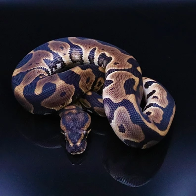 Leopard 50% Het Pied Ball Python - unknown for sale from Jungle To Desert