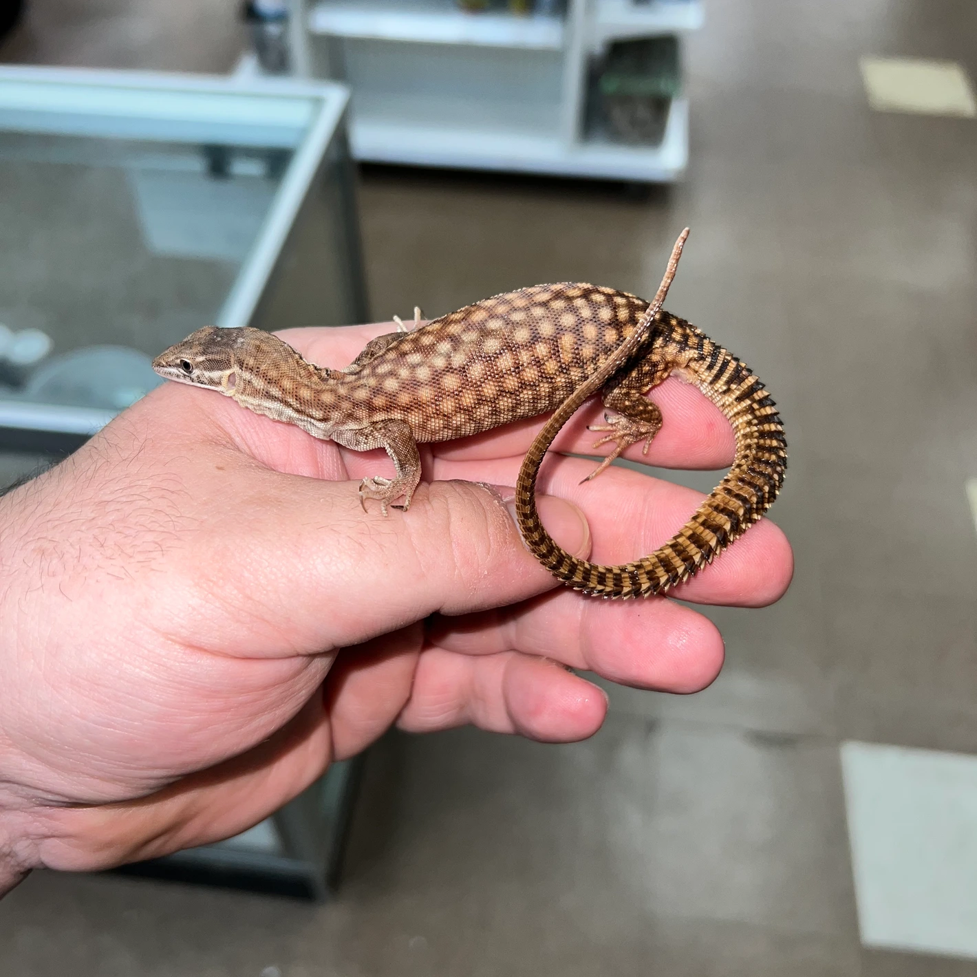 Red Ackie Ackie Monitors by Jungle Bob's Reptile World MorphMarket