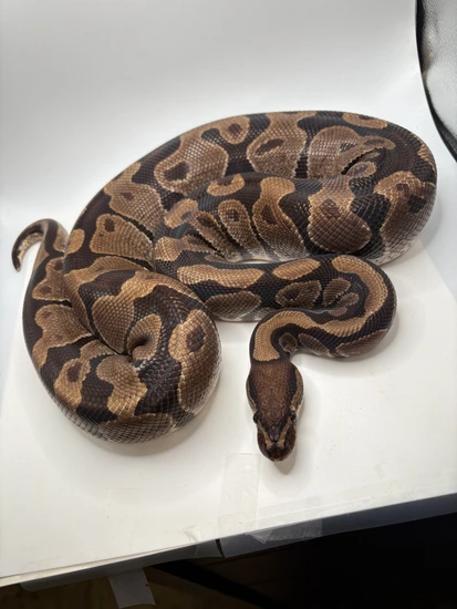 ADOPTION Ball Python by Jungle Bob's Reptile World