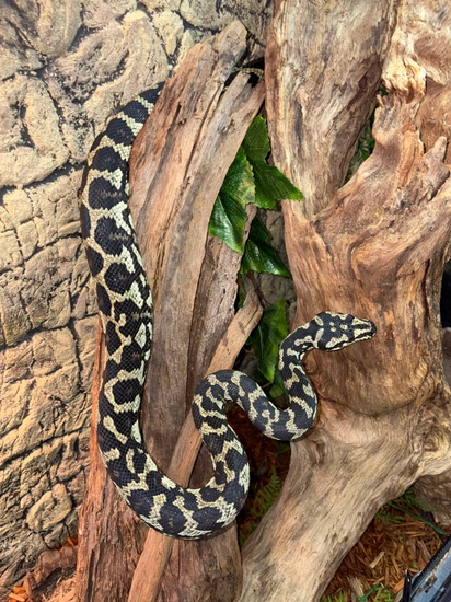Adult Male (NO RESERVE) Jungle Carpet Python by Jungle Bob's Reptile World