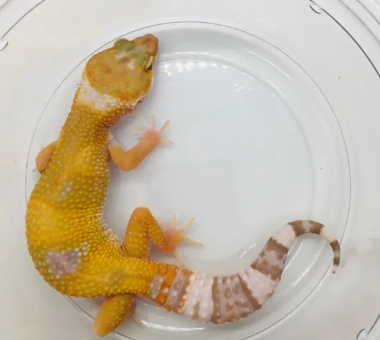 Sunglow - TSF Leopard Gecko by Moonbeam Geckos
