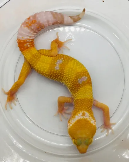 Sunglow - TSF Leopard Gecko by Moonbeam Geckos