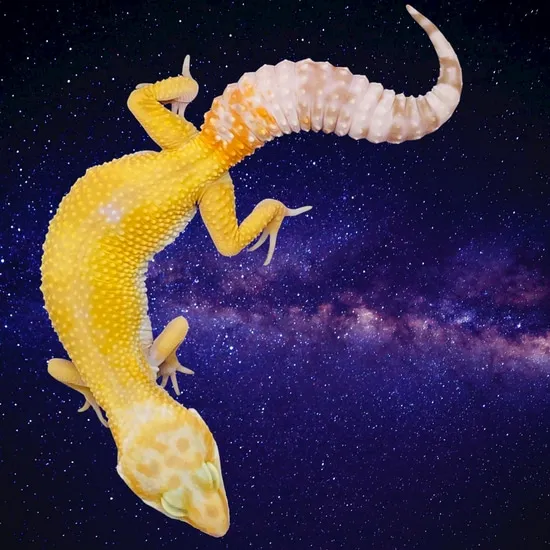 Sunglow - TSF Leopard Gecko by Moonbeam Geckos