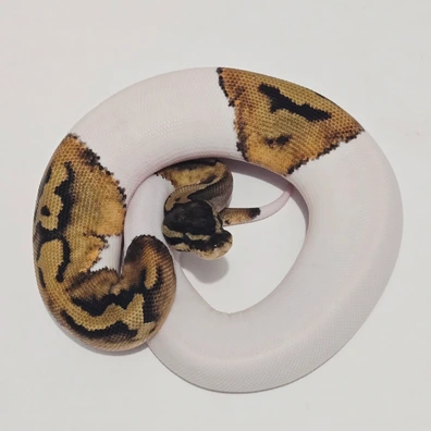 PIEBALD Ball Python - female for sale from Jungle Morphs