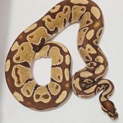 MONARCH Ball Python - female for sale from Jungle Morphs