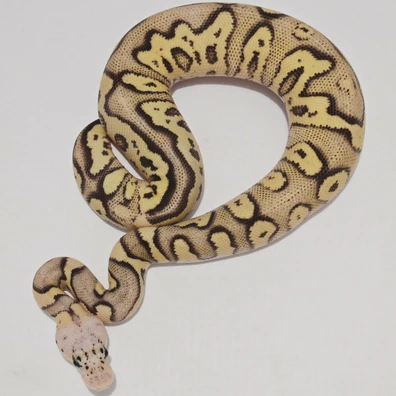 Stranger Firefly Clown Ball Python - male for sale from Jungle Morphs