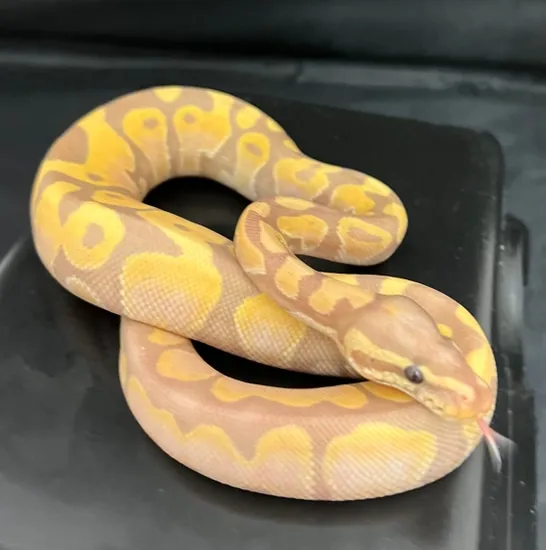 Coral Glow Mojave Orange Dream Ball Python by Jurassic Ark Reptiles
