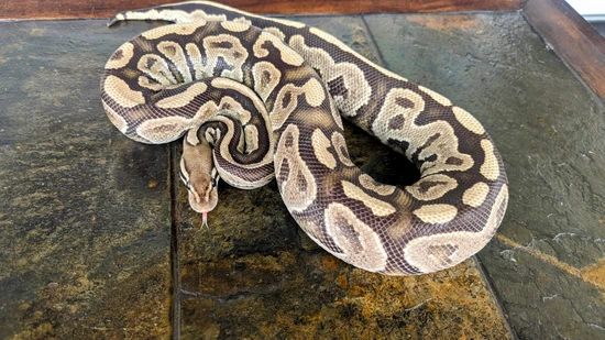 Cinnamon Fire Ball Python by Scaled Paranoia