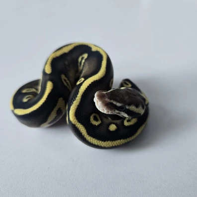 Leopard, Fire, Mojave, Pastel. Het Tsk Axanthic, Het Desert Ghost Ball Python - unknown for sale from Just One More Snake