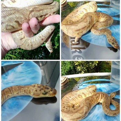 Hgw, Clown, Yb, Pastel, H.moray