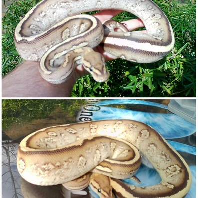 Ghi, Pastel, Yb, H.clown, H.moray