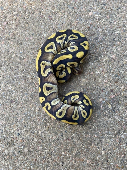 Mojave Gravel Het Ultramel Ball Python by Just Cos Reptiles