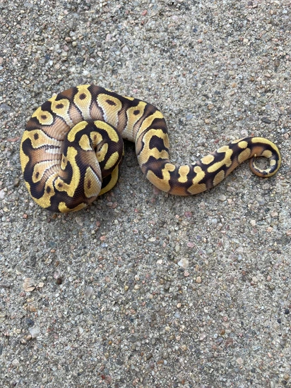 Mojave Enchi DH Ultramel Clown Trio Ball Python by Just Cos Reptiles