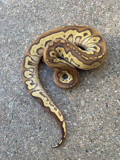Mojave Gravel Pinstripe Phantom Clown Group Ball Python by Just Cos ...