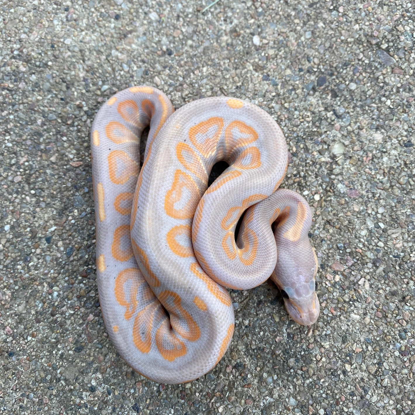 Banana Cinnamon Reticulated Python Female Banana Blackhead Cinnamon Ball Python by Just Cos Reptiles