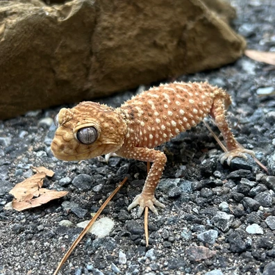 未開封品 OZWRT Agave Leaf Tailed Gecko 17cm エダハアガベヤモリ』Verオテロイ Satanic Agave Leaf Tailed