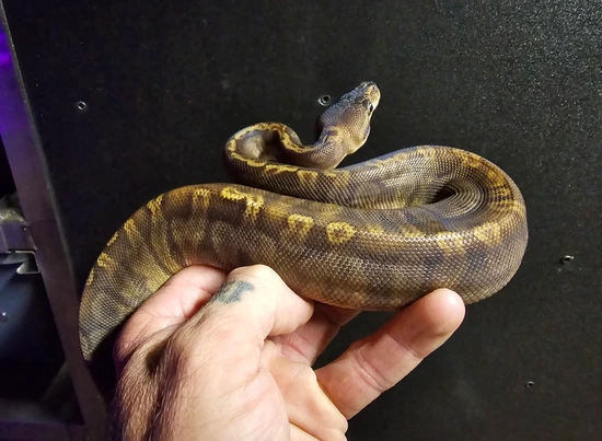 Ghi Sunset Ball Python by Family Jewels Herp Sales