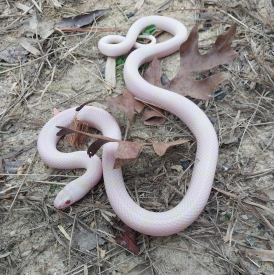 Curated visual reference: Anerythristic Milk Snake Breeding Reference: Pearl Albino Hypo Anerythristic Honduran Milk Snake By Justin Mcbrayer