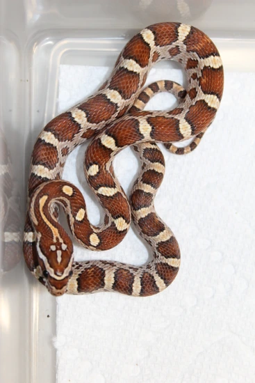 Het Creamsicle Het Scaleless Corn Snake by Garcia Snakes