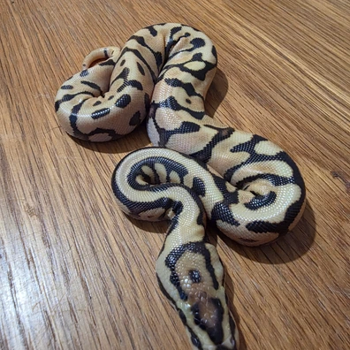 Enchi, Carnivore, Spotnose, 100% Het Clown, 66% Het DG Ball Python - female for sale from Bucks Reptiles
