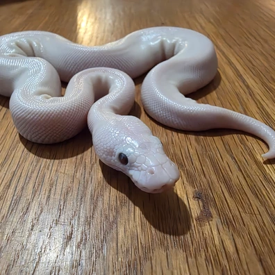 Super Lesser, Enchi, 100% Het Clown, 66% Het DG (Possibly DG + MORE - Read Description) Ball Python - male for sale from Bucks Reptiles