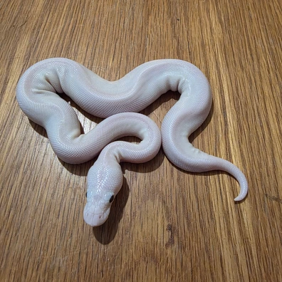 Super Lesser, Enchi, 100% Het Clown, 66% Het DG (Possibly DG + MORE - Read Description) Ball Python - male for sale from Bucks Reptiles