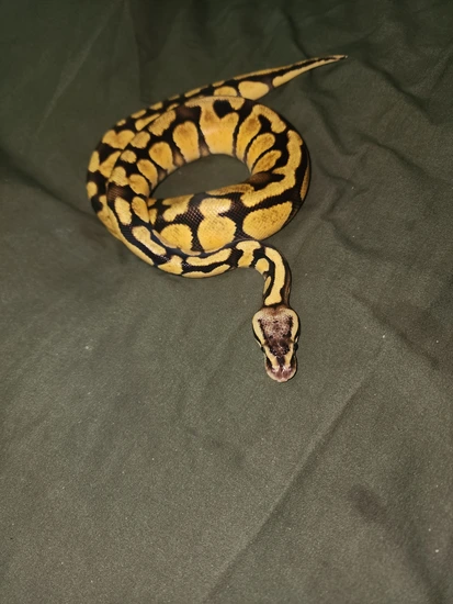Firefly Het Desert Ghost Ball Python by Royal Noods