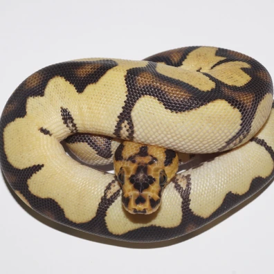 Orange Dream Vanilla Clown