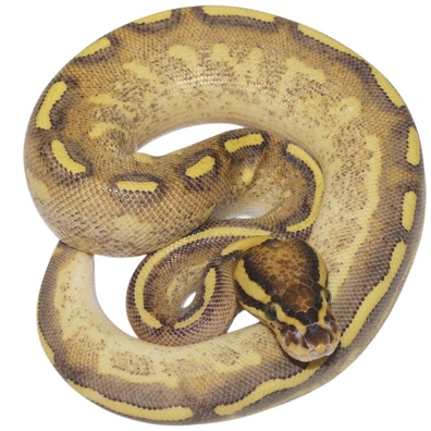 1.0 Enchi Asphalt Clown + 0.1 Enchi Freeway 66% Het Clown