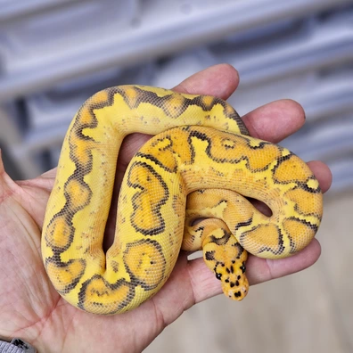 OD Vanilla Freeway Clown Ball Python - male for sale from KB-Snakes