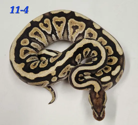 Mojave Spotnose Ball Python by Kandi's Balls