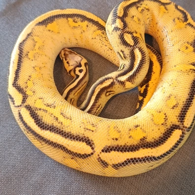 Super Gravel Pastel 50% Dh GS/Hypo Ball Python - female for sale from Kanisnakes