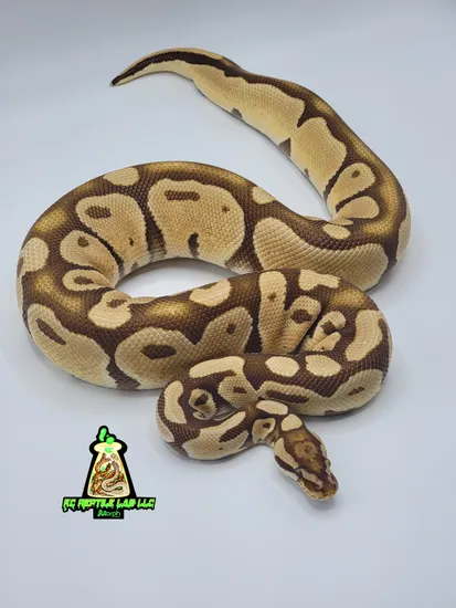 Pastel Monarch Ball Python Pastel Monarch PB Ball Python by KC Live Innovation