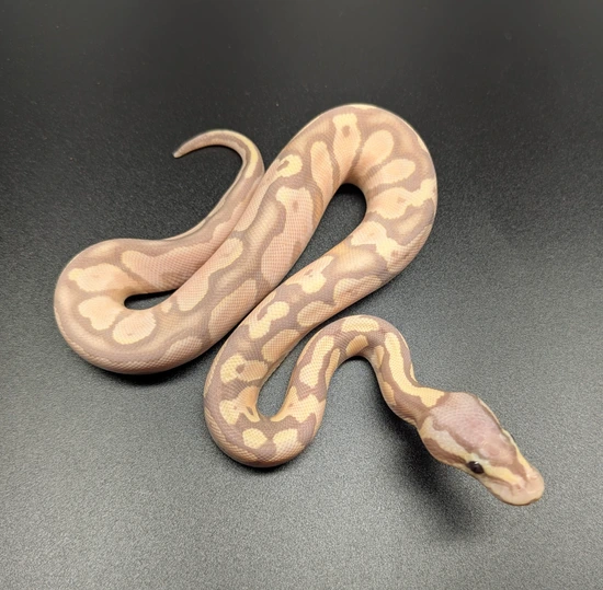 Female Maker Pastel Calico Coral Glow Het Hypo Ball Python by KC Live ...