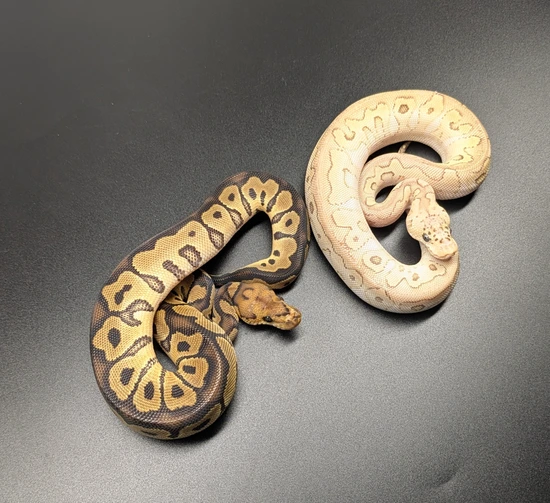 Pastel Monarch Ball Python Pair Monarch Clown Project 1.1 Clown Het Monarch & Pastel Lesser Clown ...