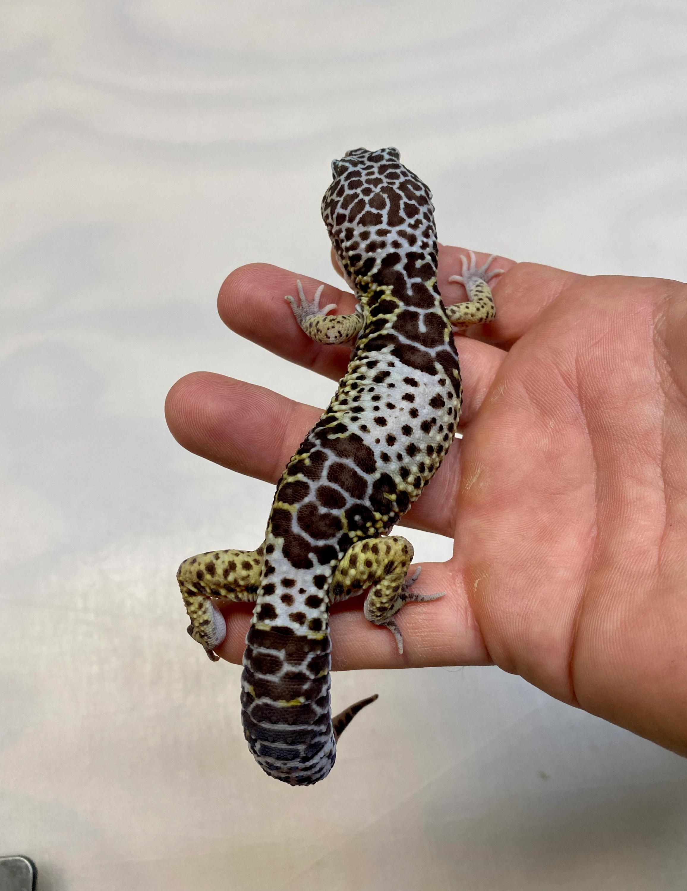 Mader's Reptile and Amphibian 獣医　エキゾチック Mader's Reptile and Amphibian 獣医 エキゾチック Mader's