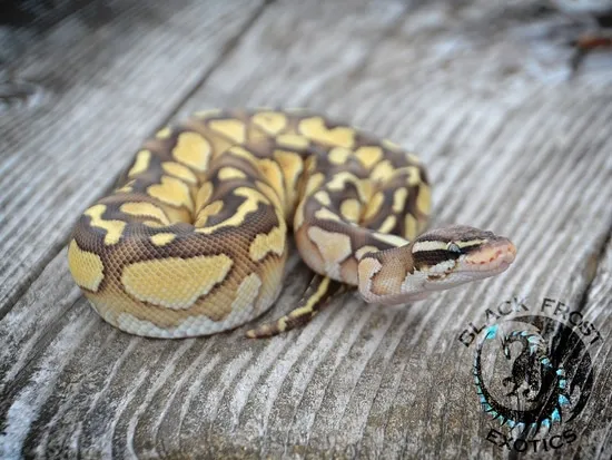 FREE SHIPPING Pastel Lesser 66% Het Clown Ball Python by Black Frost ...