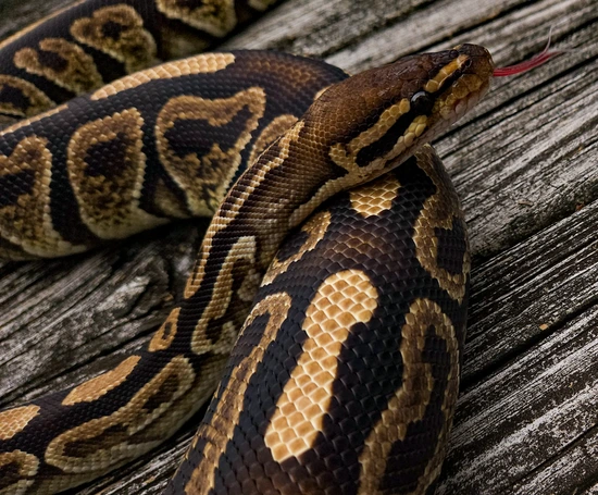 Ahi Ball Python by Black Frost Exotics