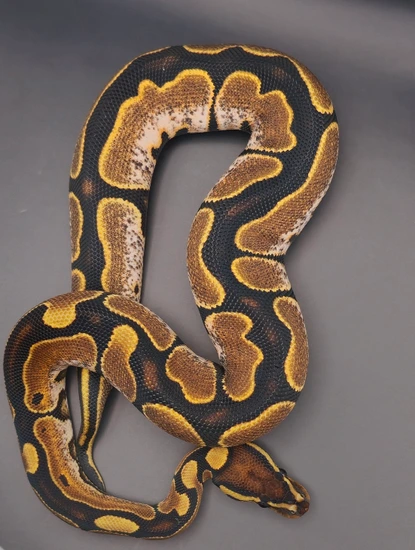 Calico Ball Python by Kaptive Bred Beauties