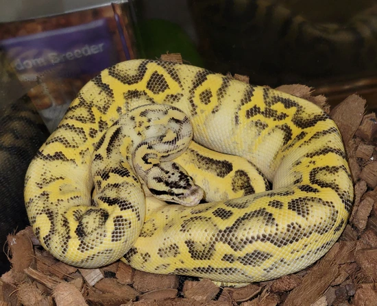 Pastel Leopard Freeway Het Clown Ball Python by Karr Reptiles