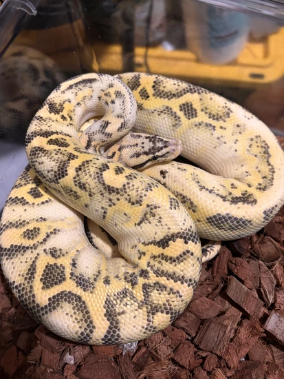RTB Pastel Leopard Freeway Het Clown Ball Python by Karr Reptiles