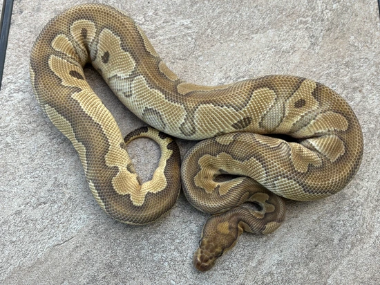 Moab Ball Python Mojave Clown Ball Python by MTgecko and Ball python