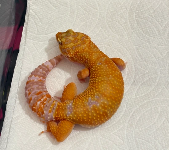 Tremper Albino Leopard Gecko by MTgecko and Ball python